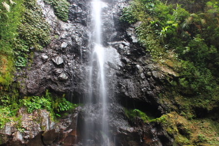 muhammad17_6._Curug_Kakek_Bodo_memiliki_ketinggian_pancur_mencapai_40_meter_dan_airnya_bersumber_dari_aliran_Sungai_Kaligetik_.jpg