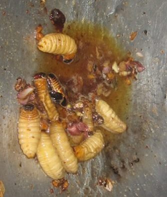 Gambar Entri