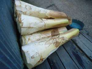 Gambar Entri