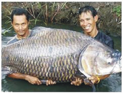 Gambar Entri