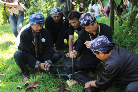 sobatbudaya_1._Nugel_Si_Pelen_merupakan_tradisi_yang_dilakukan_dalam_puncak_acara_Seren_Taun_di_Kampung_Budaya_Sindang_Barang_.jpg