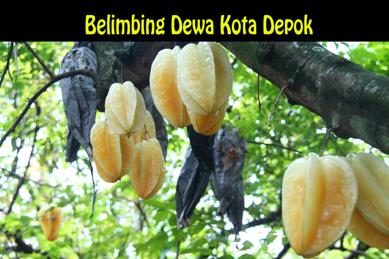 Gambar Entri